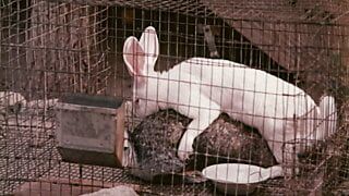 Top Rated Classic 40 – 4K Restoration