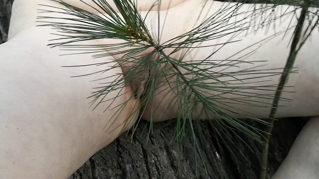 Tit training and whipping in the woods