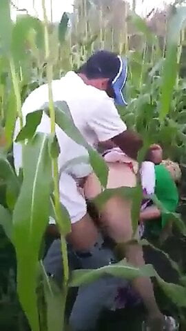 Romania Granny in porumb